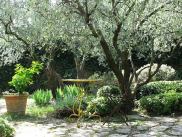 Intro-arbre-jardin-mediterranee-olivier-chaise-table-ombre-full-12285282.jpg