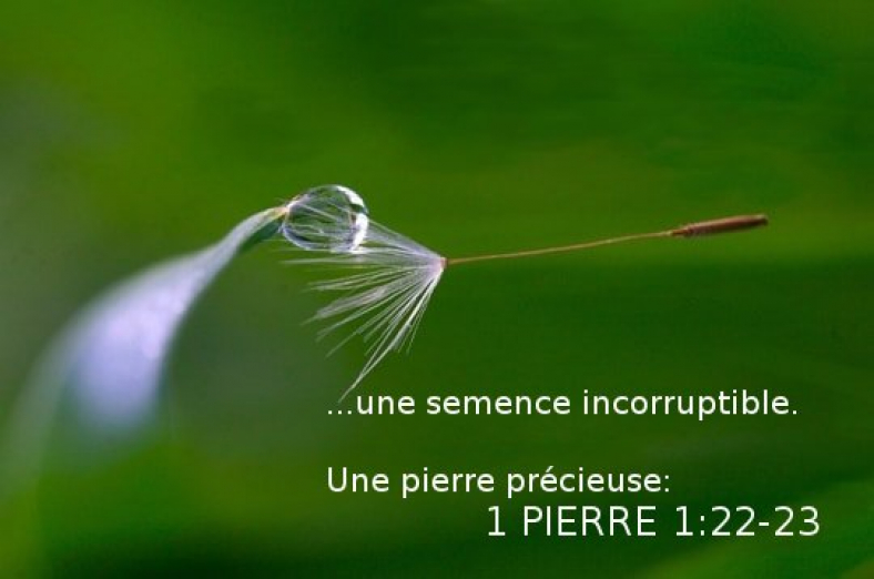 Pierre-rosee-du-matin3.jpg