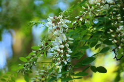 acacia-3382476__340.jpg