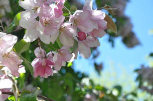 flowers-2483912__340.jpg