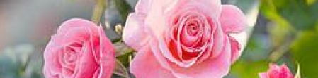jardin-de-rose.jpg