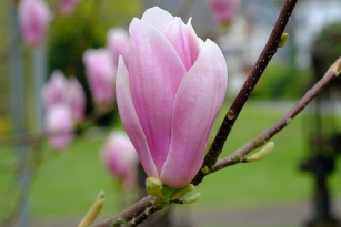 magnolia-4214350__340.jpg