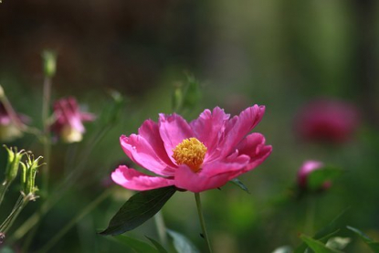 nature-3334726__340.jpg