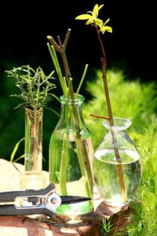 plan-plante-verte3.jpeg