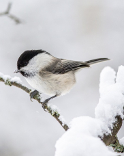 willow-tit-4885941_960_720.jpg
